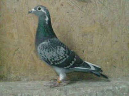 arden linie vlekje-JAN POLDER; fem-2009
