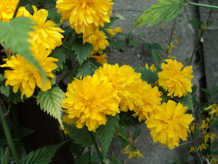 kerria,trandafir boieresc