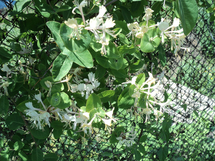 Lonicera alb-crem