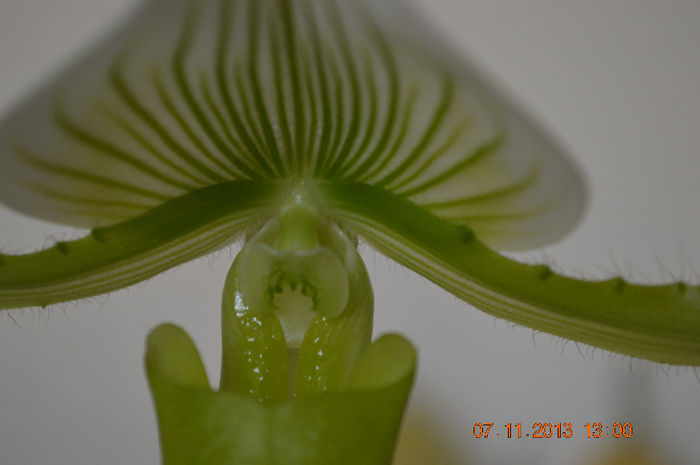 DSC_0158 - Paphiopedilum