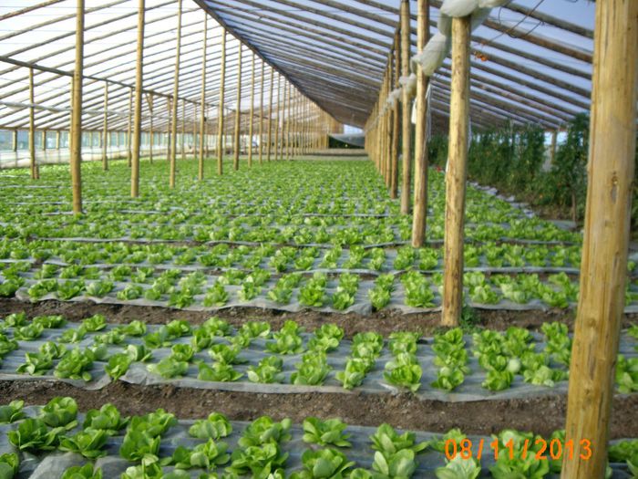 IMG_5273 - salata 2013