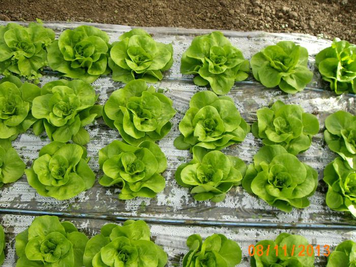 IMG_5267 - salata 2013