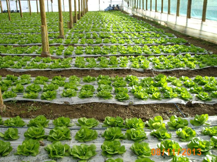 IMG_5268 - salata 2013