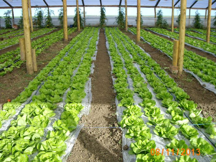 IMG_5270 - salata 2013