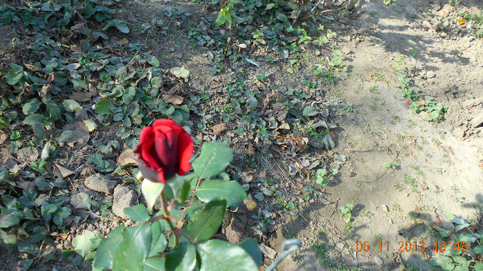 ultimul bobocel 2013 028