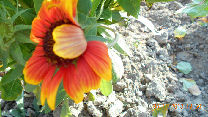 ultima gaillardia2013 039