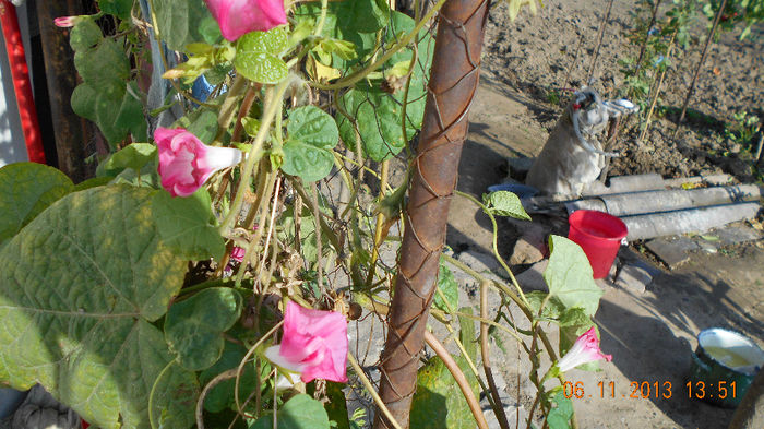 zorele nov 2013 042 - inceput de noiembrie