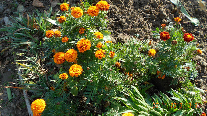 craite pitice 2013 043 - inceput de noiembrie