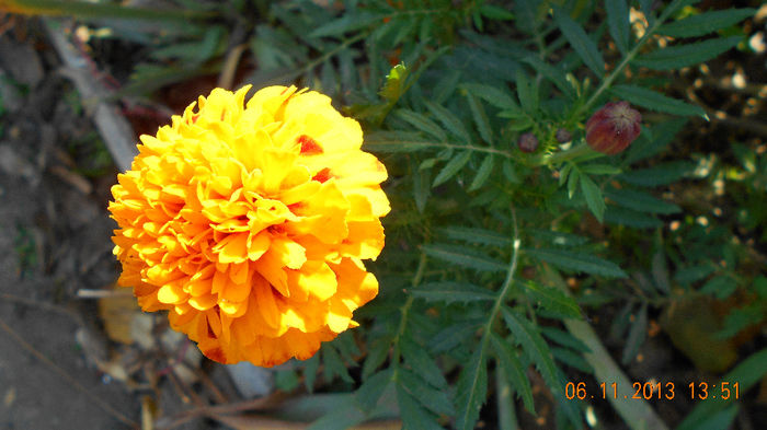 idem 2013 044 - inceput de noiembrie