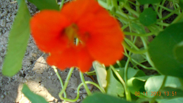 condurasi nov2013 046 - inceput de noiembrie