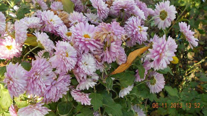 tufanici 2013 047 - inceput de noiembrie