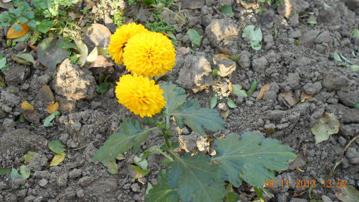 multumesc Ligia 2013 051