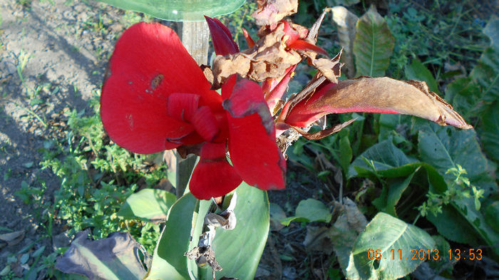 cana  multumesc Dadalyna