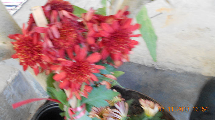 tufanica rosie 2013 061