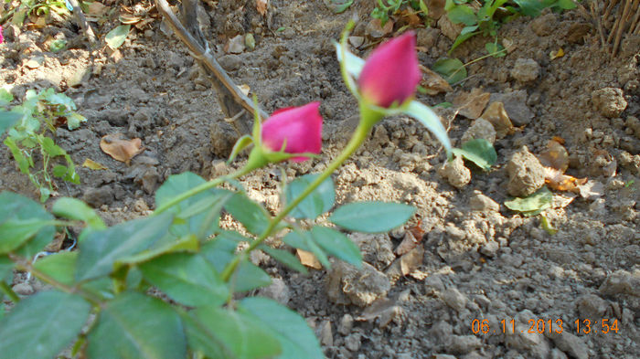 mini rose 2013 063