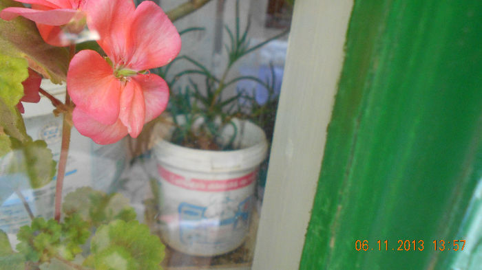 muscata roz 2013 076