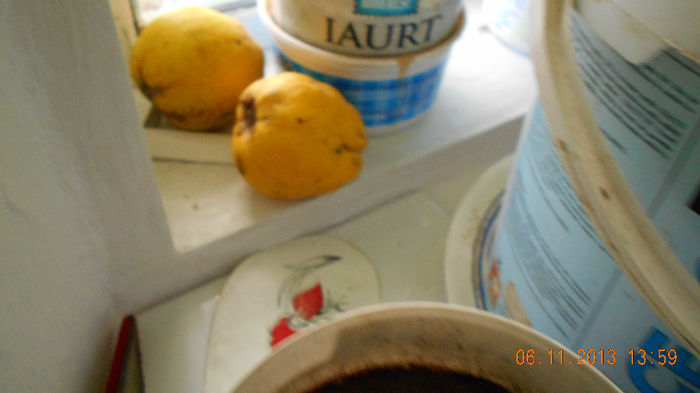 gutui la geam  nov2013 083