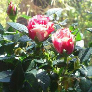 DSC_2930-1-1 - Trandafir copacel