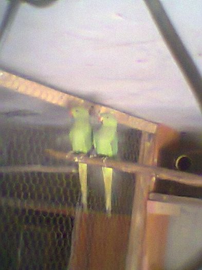 Fotogr.0530 - micu alx