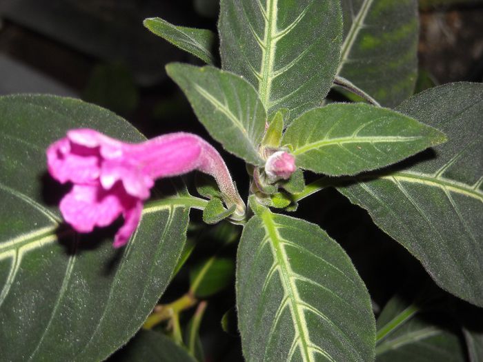 Ruellia makoyanna