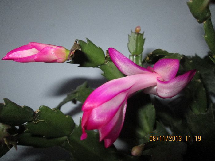IMG_0599 - Florile mele in noiembrie