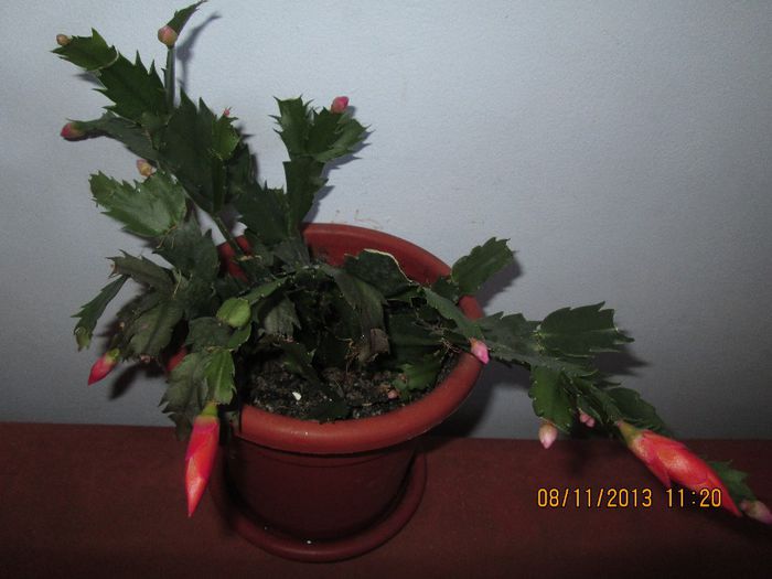 IMG_0604 - Florile mele in noiembrie