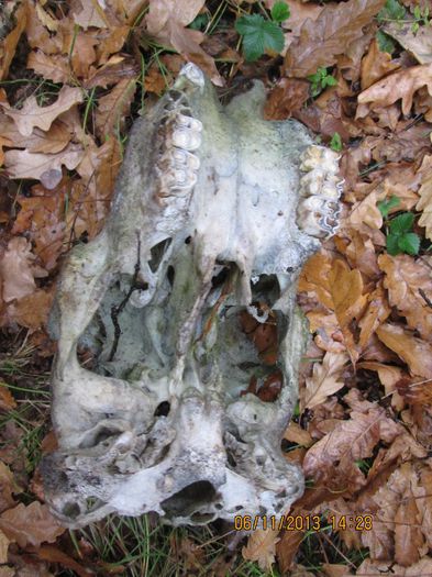 IMG_0410 - Dupa ciuperci