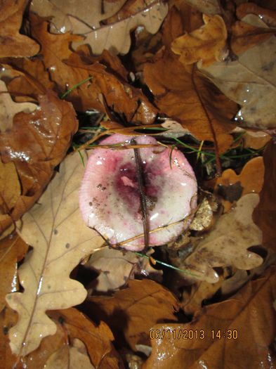 IMG_0412 - Dupa ciuperci