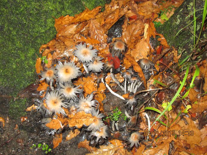 IMG_0422 - Dupa ciuperci