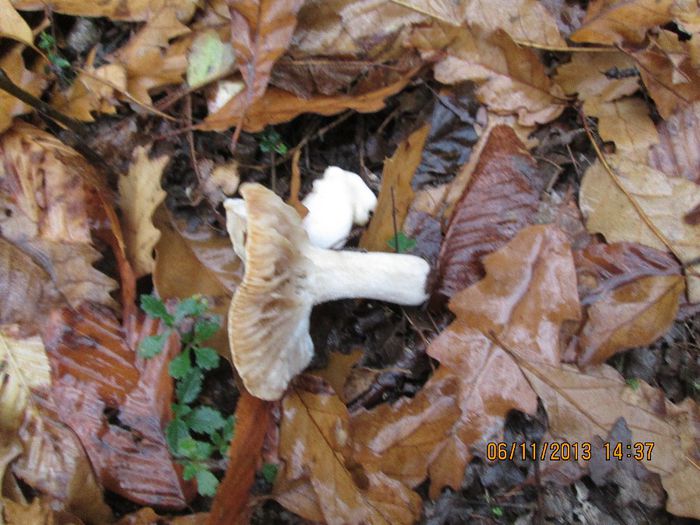 IMG_0430 - Dupa ciuperci