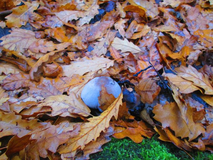 IMG_0447 - Dupa ciuperci