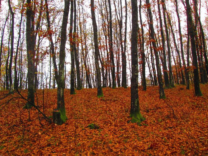 IMG_0520 - Dupa ciuperci