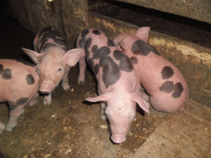 Purcei Pietrain 7 zile 025 - Purcei Pietrain 7 zile prima fatare