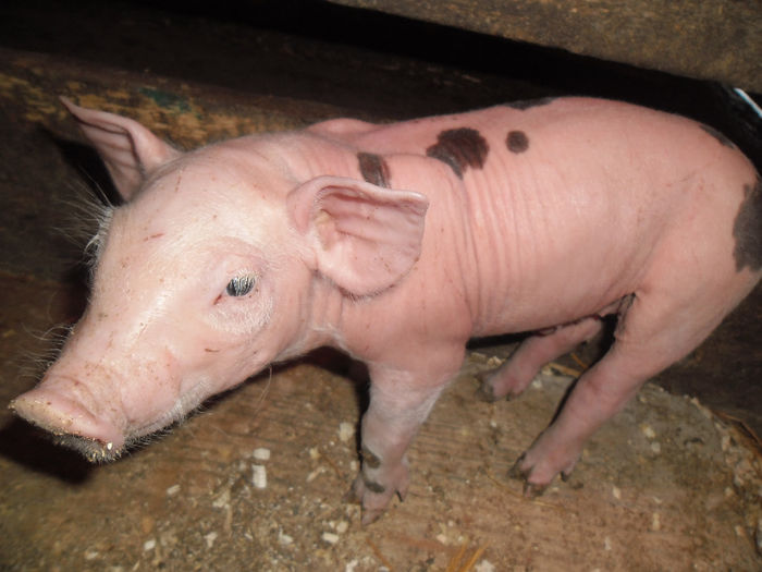 Purcei Pietrain 7 zile 027 - Purcei Pietrain 7 zile prima fatare