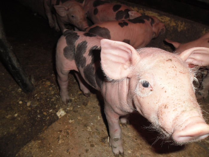 Purcei Pietrain 7 zile 029 - Purcei Pietrain 7 zile prima fatare