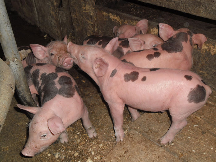 Purcei Pietrain 7 zile 031 - Purcei Pietrain 7 zile prima fatare