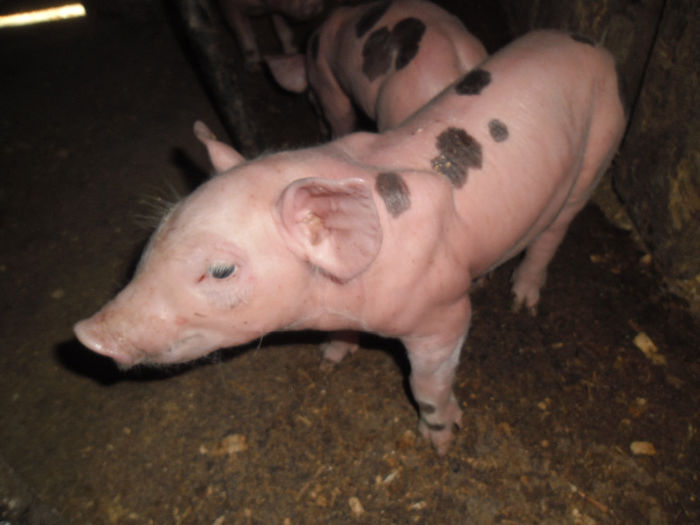 Purcei Pietrain 7 zile 037 - Purcei Pietrain 7 zile prima fatare