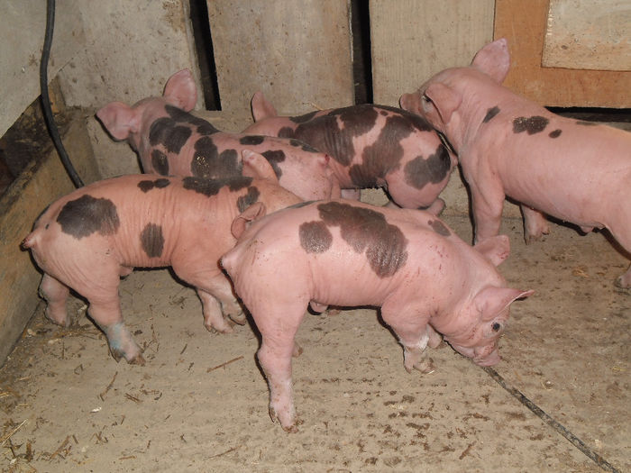 Purcei Pietrain 7 zile 045