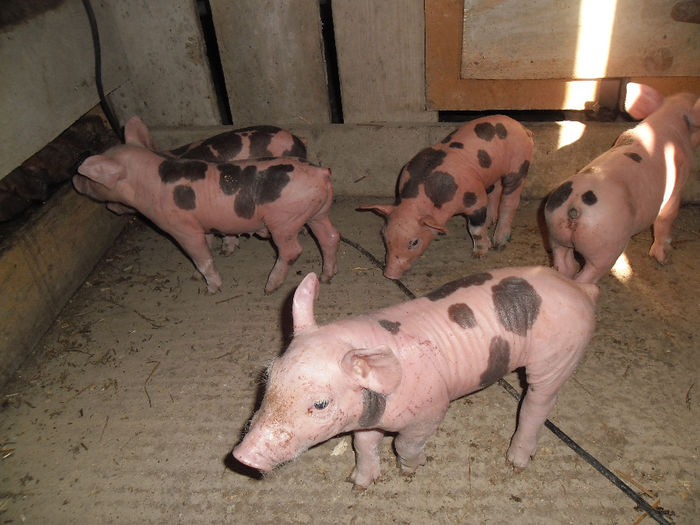 Purcei Pietrain 7 zile 048