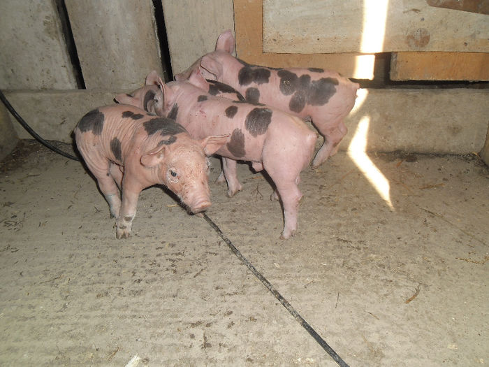 Purcei Pietrain 7 zile 052