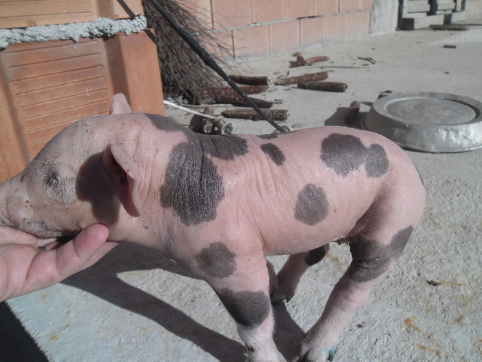 Purcei Pietrain 7 zile 060