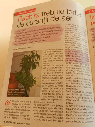 PACHIRA MEA ESTE VEDETA:))