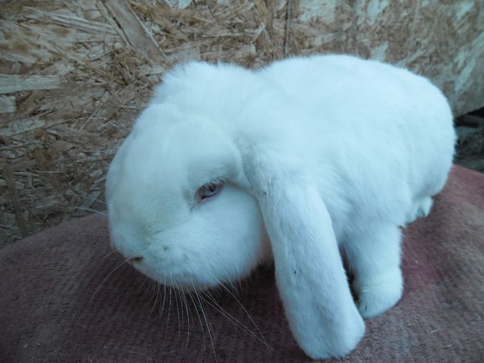 o evolutie foarte buna