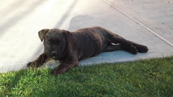 DSCF0407 - LORA cane corso