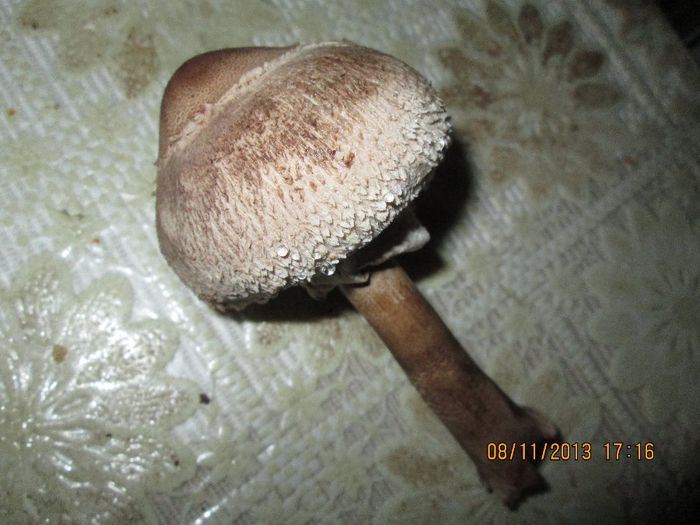 IMG_0626 - Dupa ciuperci
