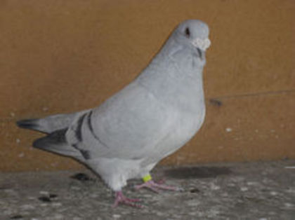 93457178_MLWLZMN3 - m---PORUMBEI VANDUTI