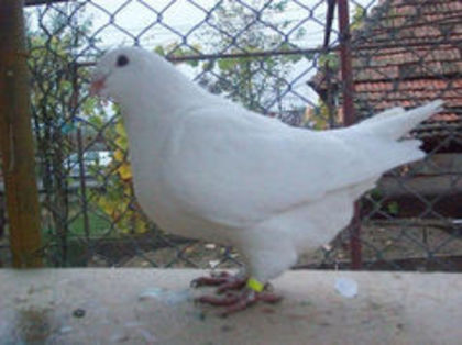 93526806_CMUQIRS - m---PORUMBEI VANDUTI