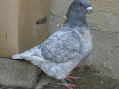 93527113_GWQHMZP - m---PORUMBEI VANDUTI