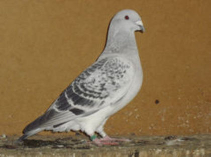 93583943_HUVFSRF3 - m---PORUMBEI VANDUTI