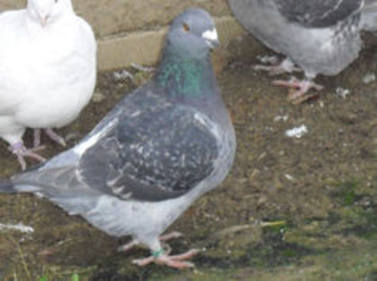 93597535_IMMCBGN3 - m---PORUMBEI VANDUTI